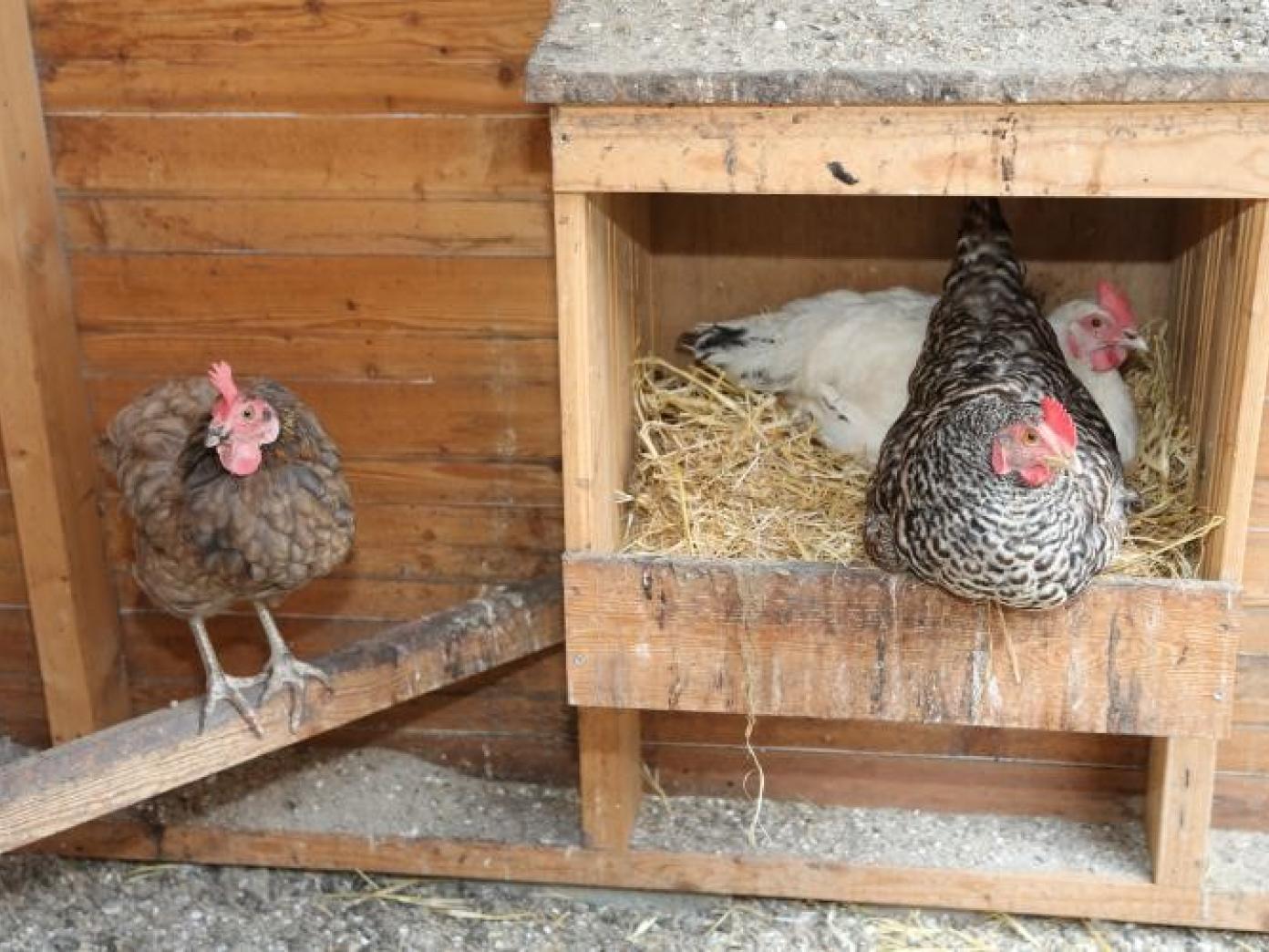 Tre høns – to brune og en hvid – i en rugekasse med hø.