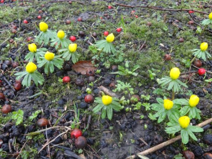 Små, gule Erantisser, der titter op af græsplæne. 