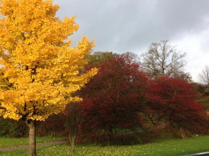 Park – Bystævneparken – med træer med gule og røde blade samt grønne græsplæner og gangstier.
