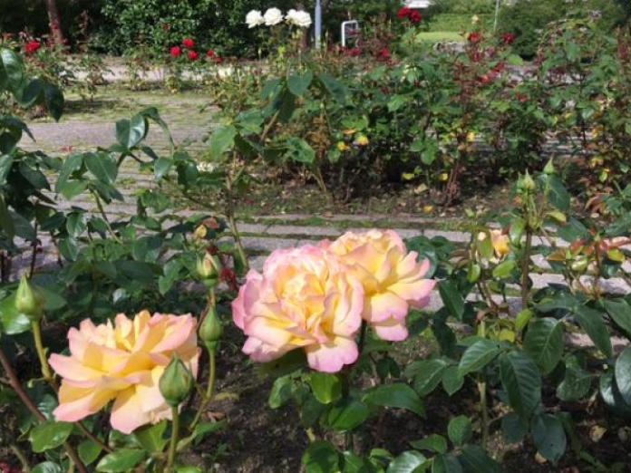 Lyserøde, hvide og røde rosenbuske omkranset af flisegange.