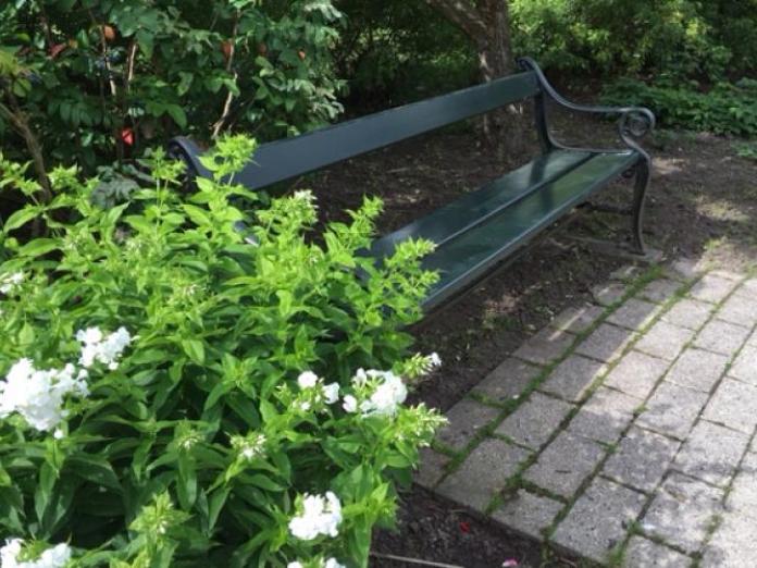 Havebænk foran buske og træer.