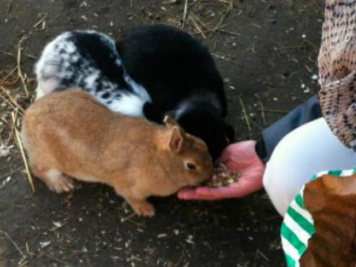 Tre kaniner – en rødbrun, en sort og en sort og hvid – bliver håndfodret. 
