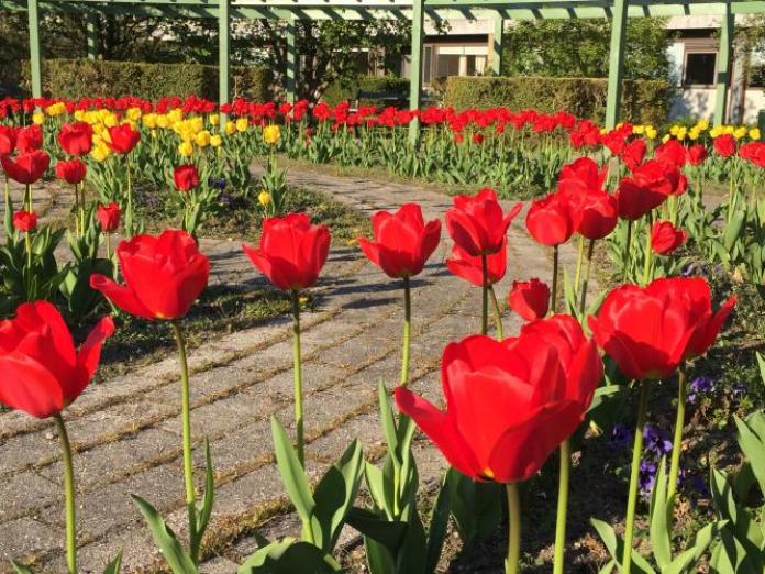 Blomsterbede med røde og gule tulipaner langs buet flisegangsti. I baggrunden ses espalier, trimmede hække og høje træer.