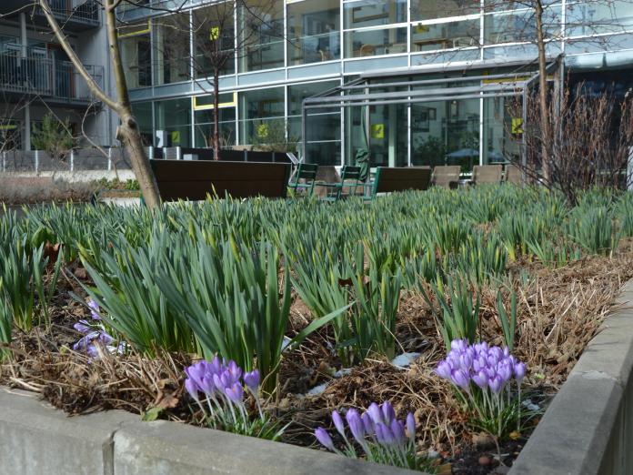 Blomsterbed i haven i marts måned. Forårsbomster er på vej frem, blandt andet lilla krokus.