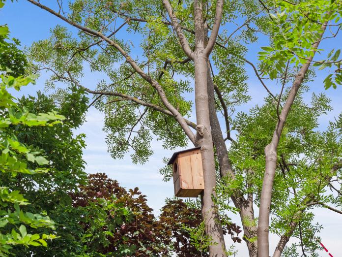 Fuglebur i træ og trætoppe.